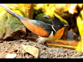 Chestnut-winged Cuckoo / Каштановокрылая хохлатая кукушка / Clamator coromandus