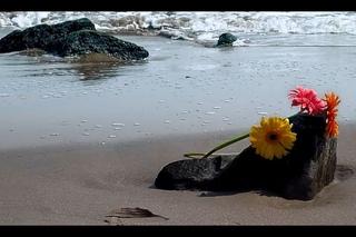“Firefly“ Chris Rea