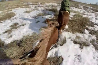 GoPro horses
