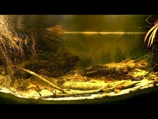 #BADC2020 / Rio Poranga, tropical stream in the region of So Gabriel da Cachoeira, Amazonas, 500 L
