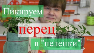 Пикируем перец в пеленки. Золотые правила рассады.()
