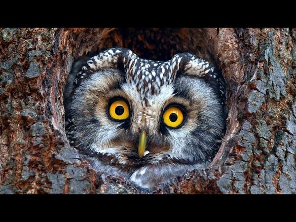 European wildlife, Nature showreel