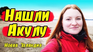 # 179 Влог - Нашли акулу / Новая Зеландия / Окленд