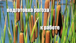 обработка рогоза,или подготовка рогоза к работе.