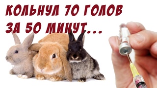 Кольнул 70 голов за 50 минут
