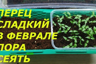 ЛУЧШЕ СПОСОБА НЕТ ! ПОСЕВ  ПЕРЦА  НА РАССАДУ