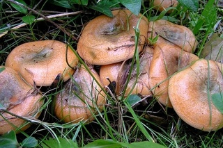 Наши ГРИБЫ.3.