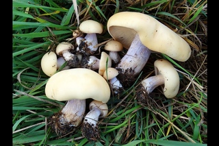 Рядовка лиловоногая (Lepista saeva), или Синеножка,