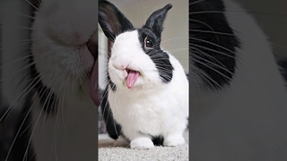 RABBIT SHAKING