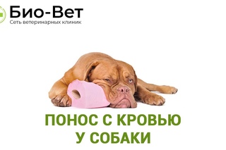 Понос с кровью у собаки