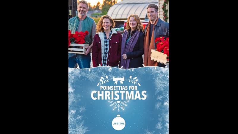 Пуансеттии на Рождество. Poinsettias for