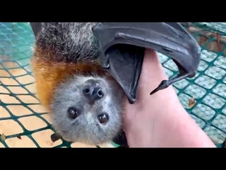 Old dudes in aviary being petted:  Teddy, Gelert and Cinders