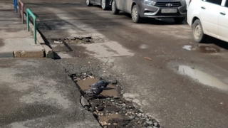 Голуби Битва за грязную лужу