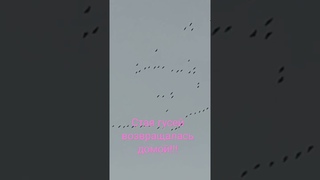 Стая гусей возвращалась домой!!!