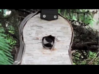 Ukulele Birdhouse  UkesterBrown