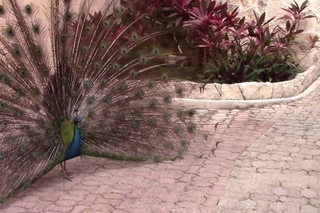 The most beautiful peacock!!!Оооочень красивый павлин.