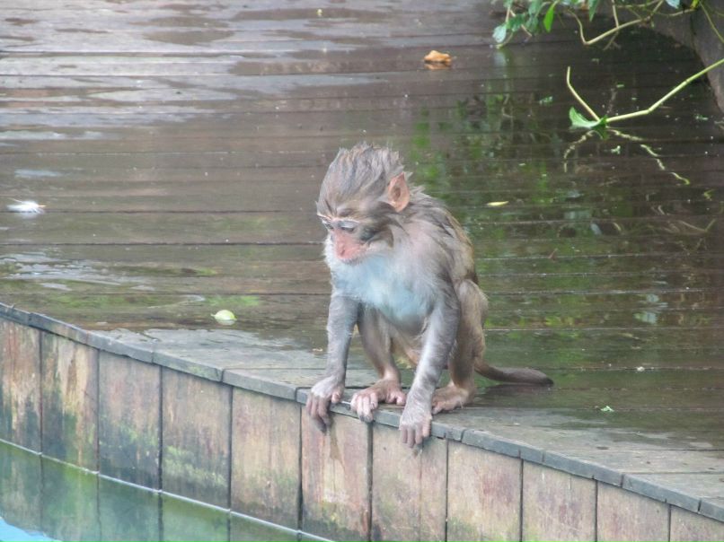 Елена Романова | 