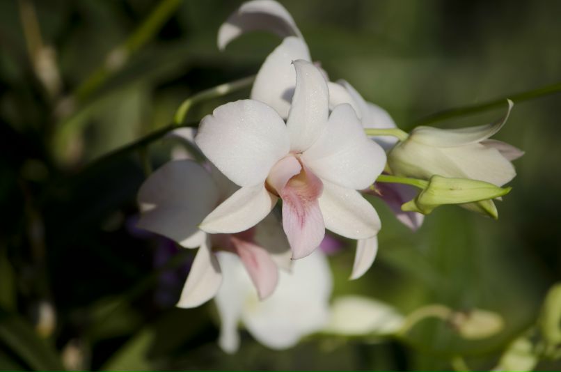 Наталья Андриановна | Красноярск