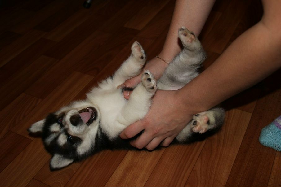 №133, Мария Савилович, Нижневартовск №133, Мария Савилович, Нижневартовск