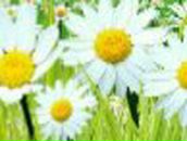 Алёнка Надршина | Тюмень