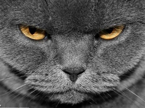 Кеша Хапов | Липецк