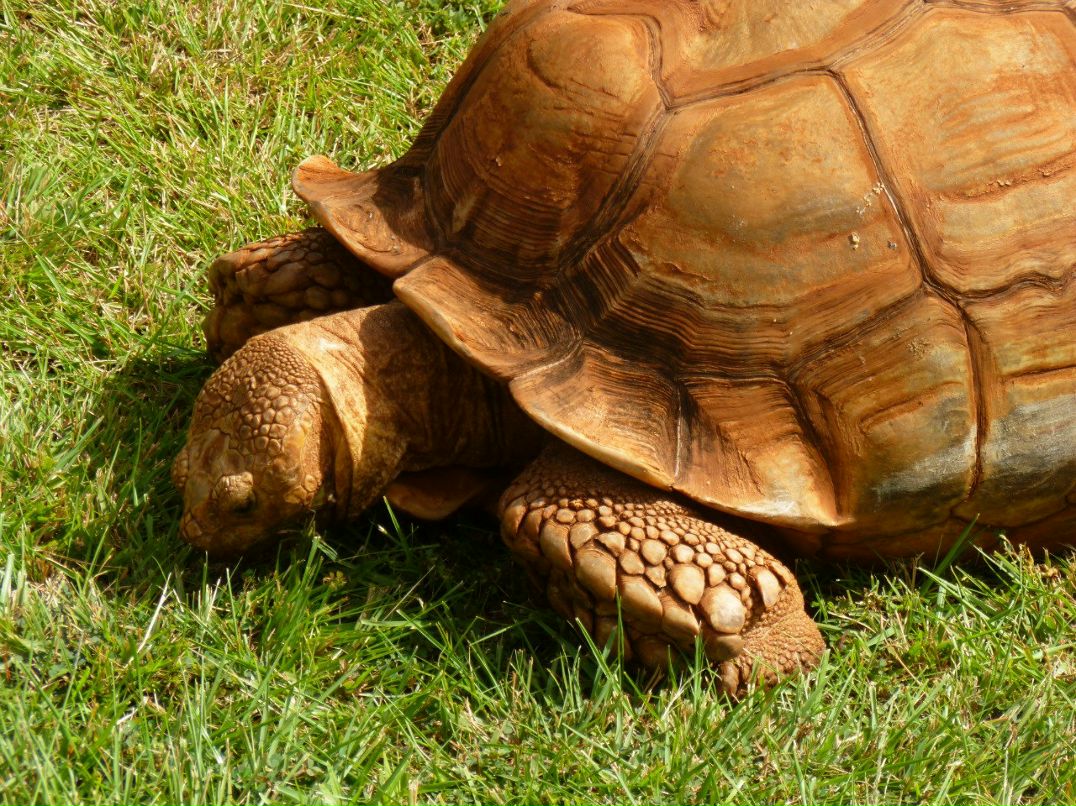 Лариса Федорова | New York City