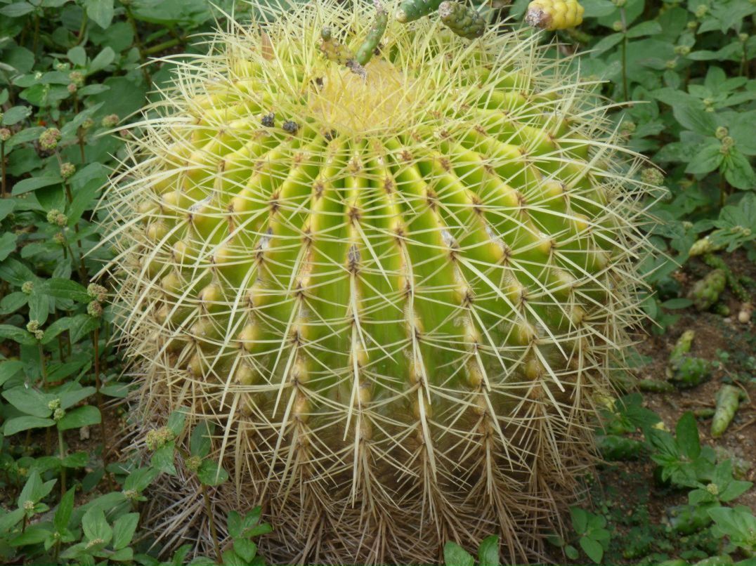 Лариса Федорова | New York City