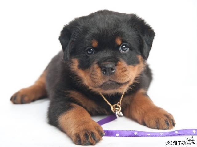 Ксюша Вострецова | Якутск