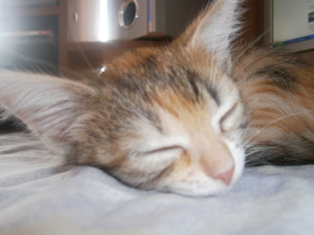 Риназ Сулейманов | Ульяновск