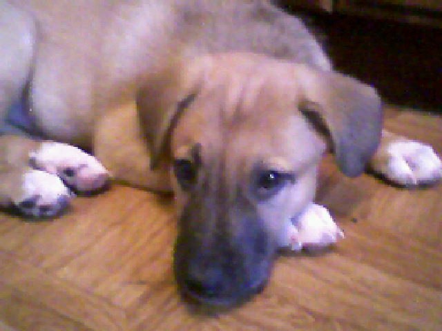 Виктория Чеверда | Королёв