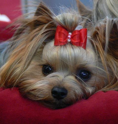 Світлана Синяк | Львов