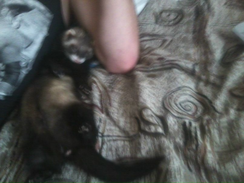 Настя Гавриленко | Саратов