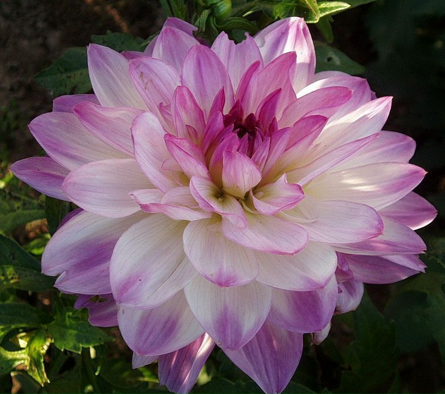 Надежда Васенькина | Йошкар-Ола