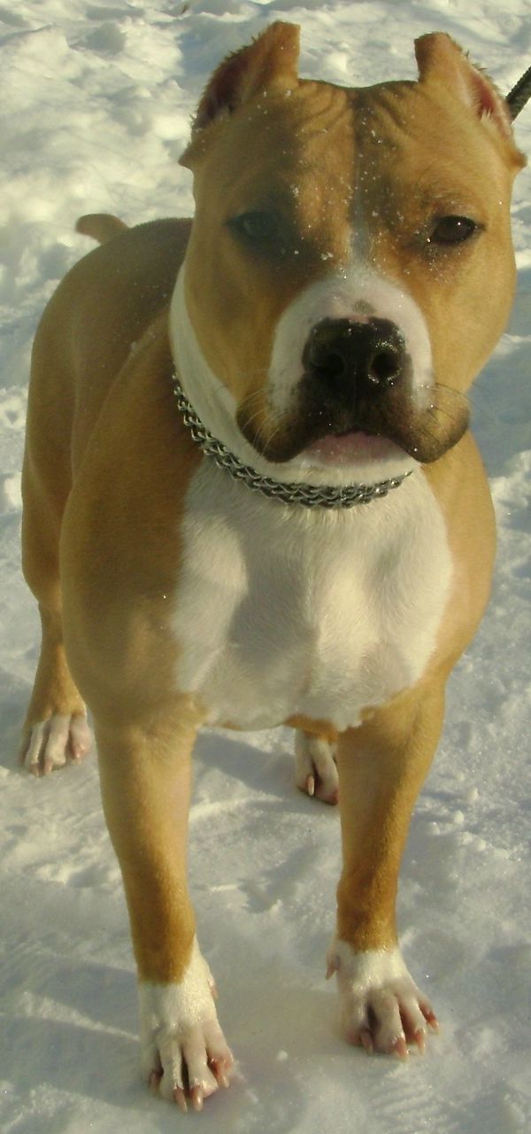 Джамал Джуманиязов | Москва