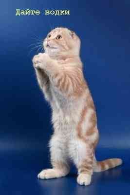 Lee Lee | Шостка