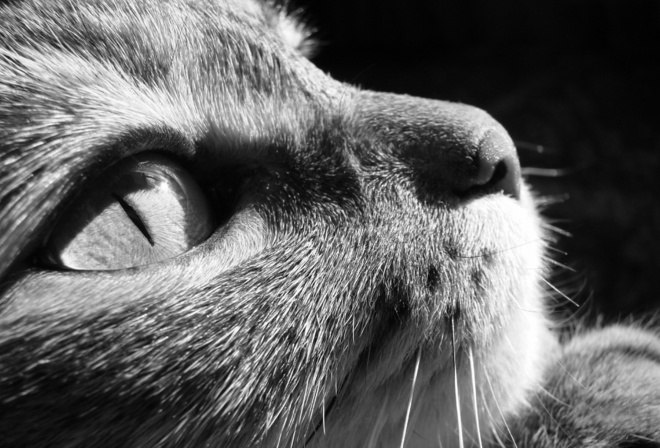 Матвей Пискарев | 