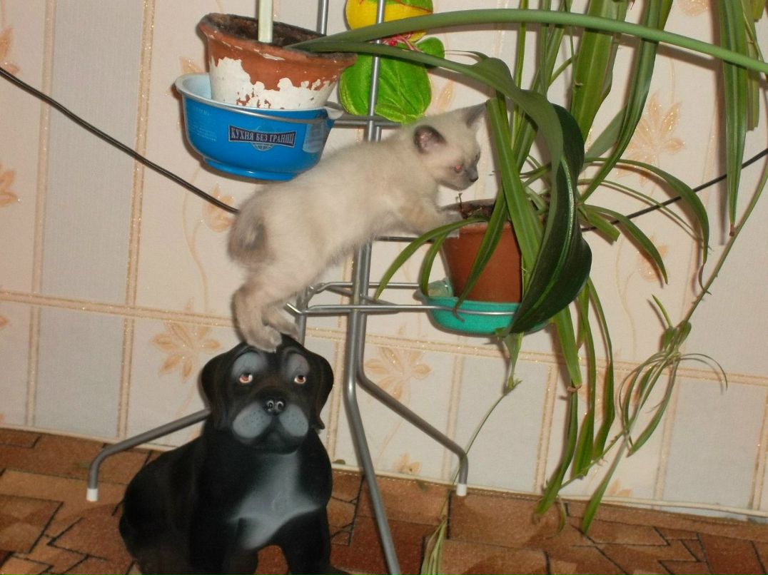 Наталья Апполинарьева | Валдай