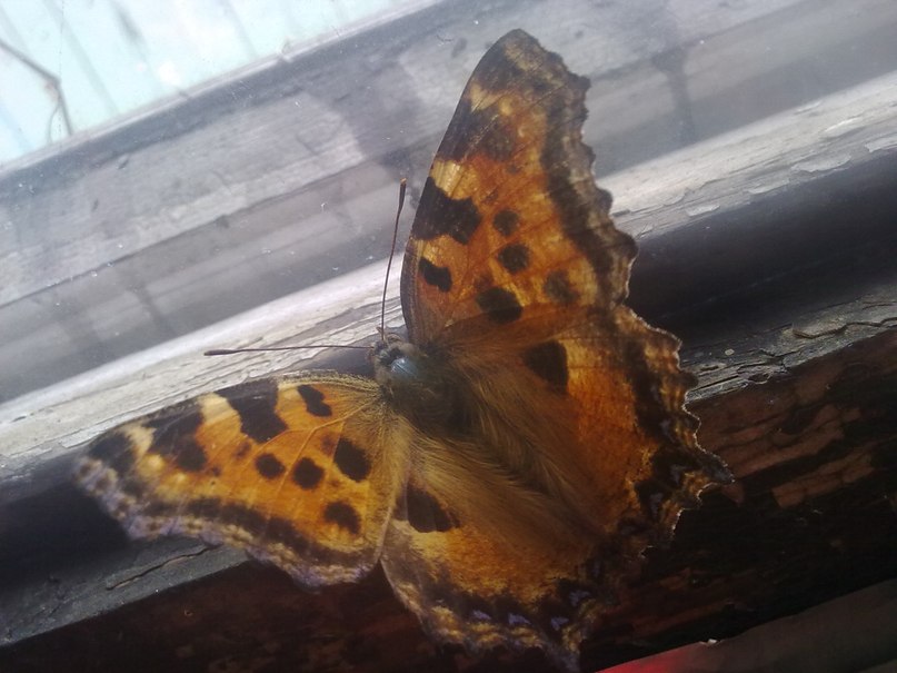 Мария Заборовская | Самара