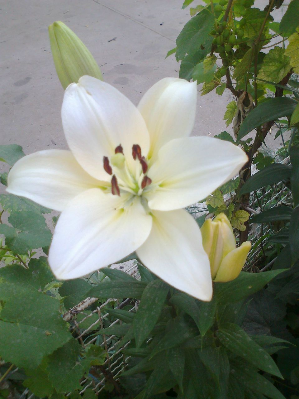 Стелла Чеснокова | Измаил