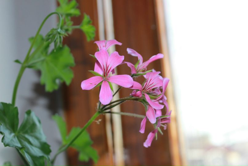 Лилия Гоменюк | Вышгород