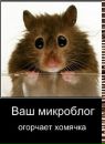 №7 Ирада Алиева 10.09: профиль, фото, статус - ВКонтакте