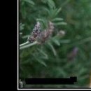 №35, Лёша Борисов, 29 лет, Москва, Россия №35, Лёша Борисов, 29 лет, Москва, Россия