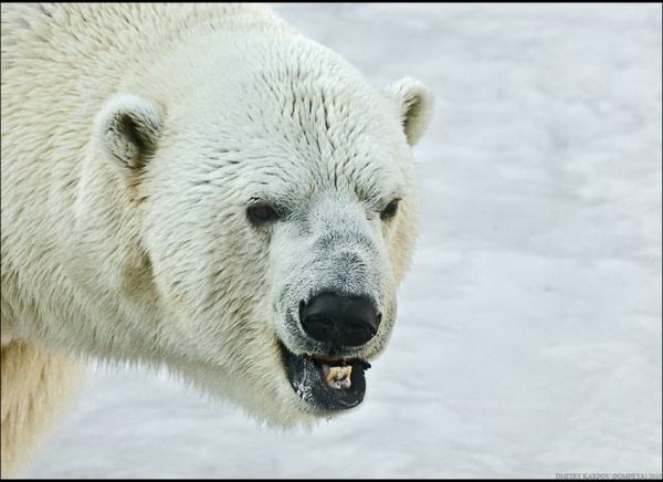 Александр Тымчевский | Одесса