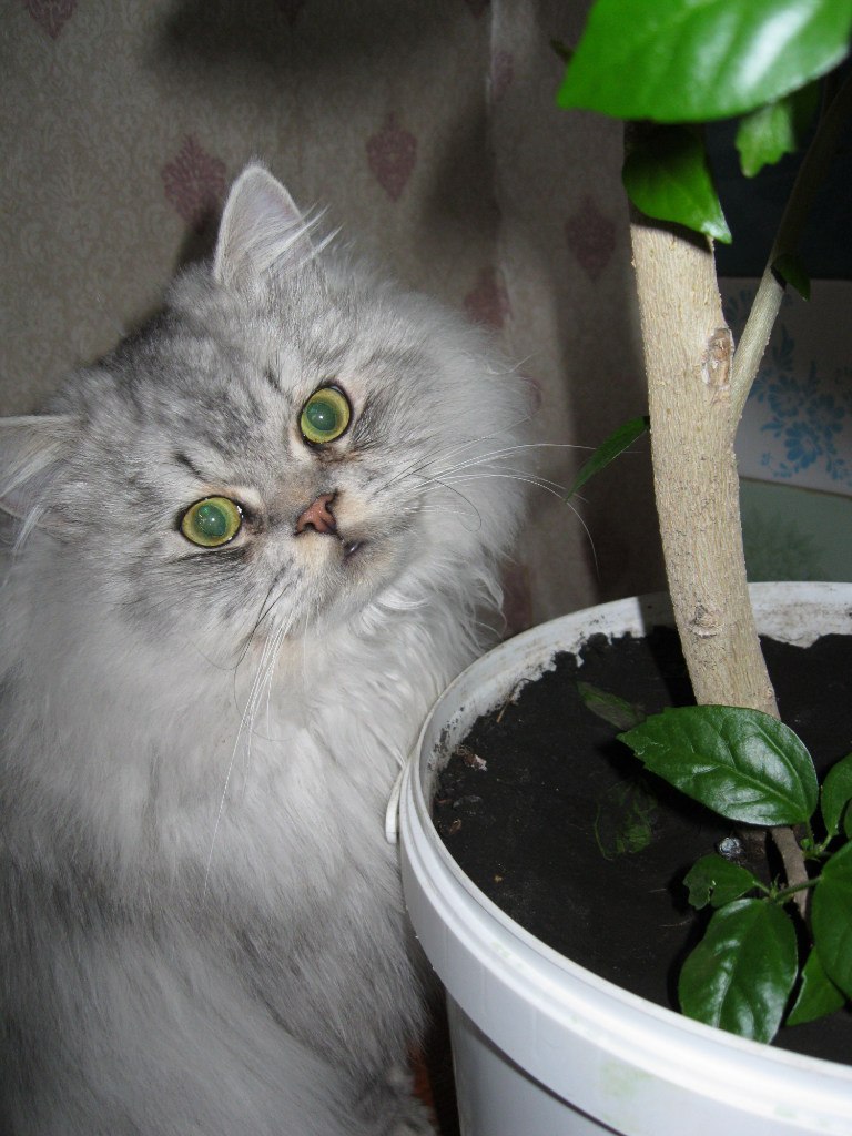 Татьяна Толмачева | Курск