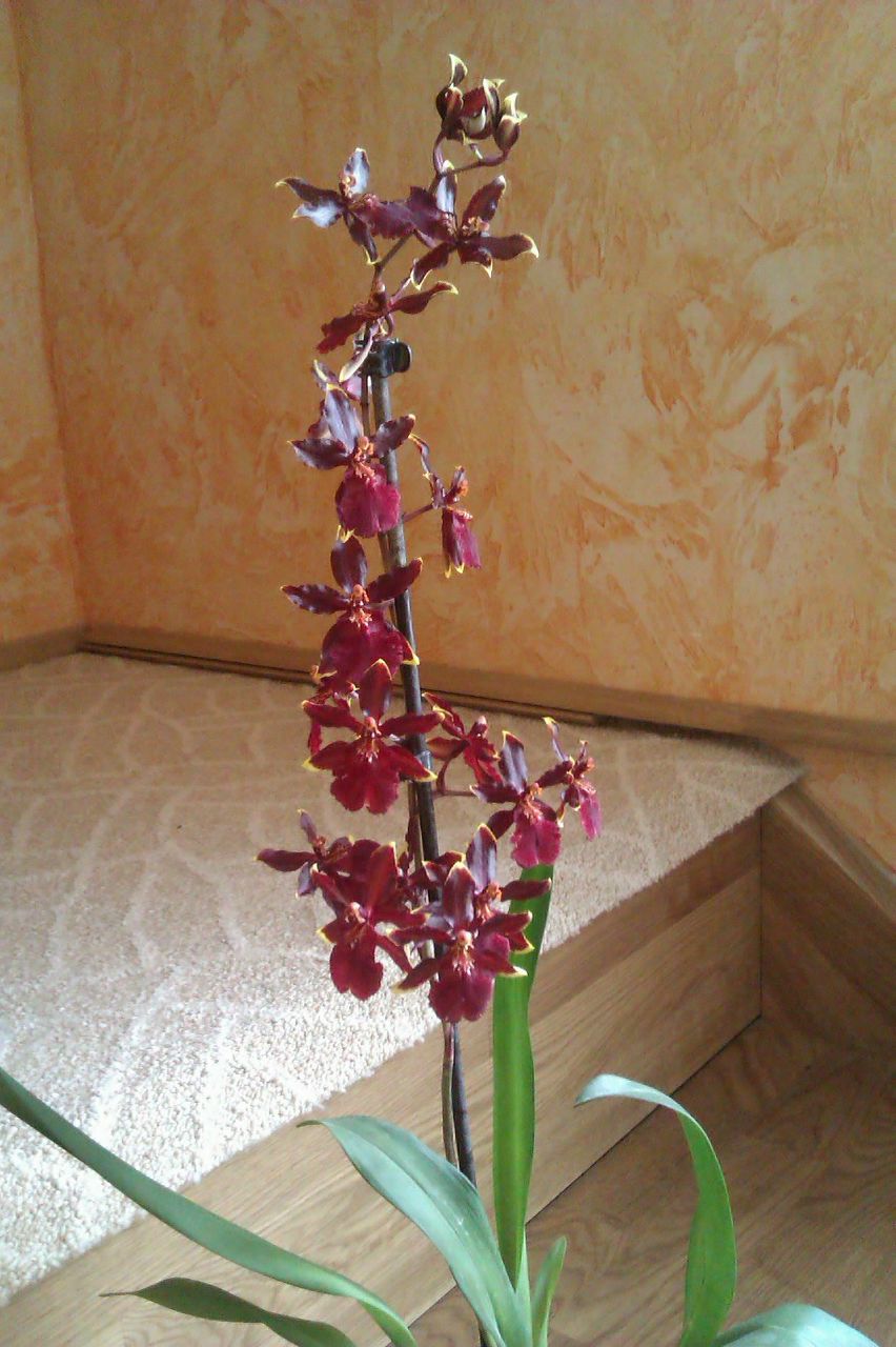 Оля Грибова | Киев