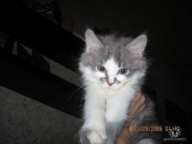 Петя Жуков | Москва