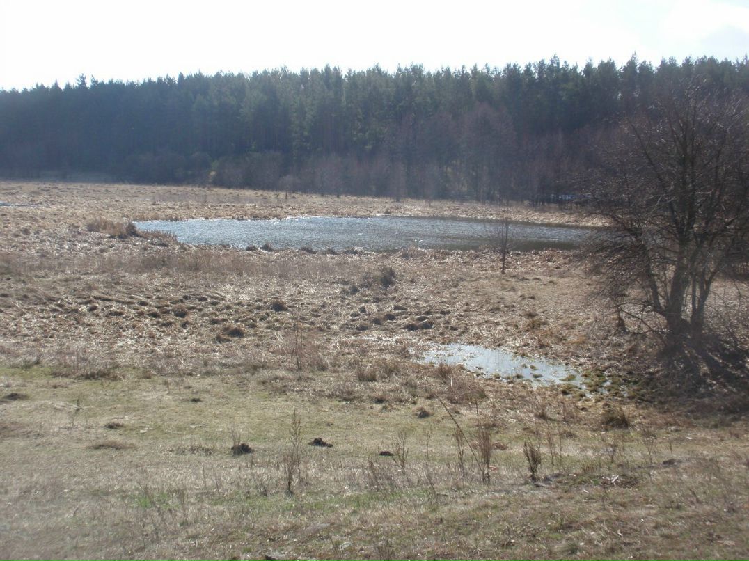 Борис Блаженний | Киев