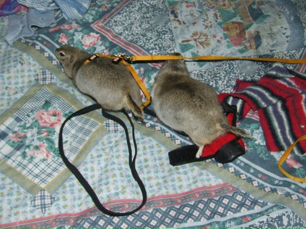 №70, Olga Zagreba, Рига №70, Olga Zagreba, Рига