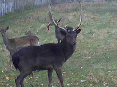 №144, Леся Смирнова, Чернигов №144, Леся Смирнова, Чернигов