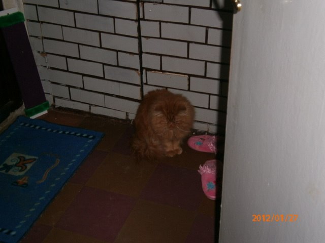 Мария Приволько | Санкт-Петербург